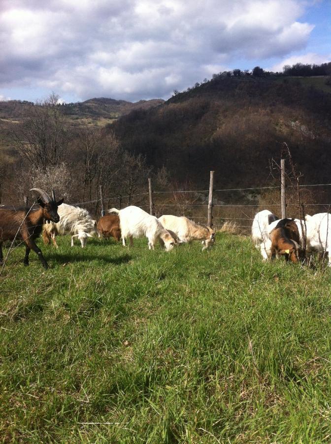 Agriturismo Il Covo Del Solengo Valtopina Dış mekan fotoğraf