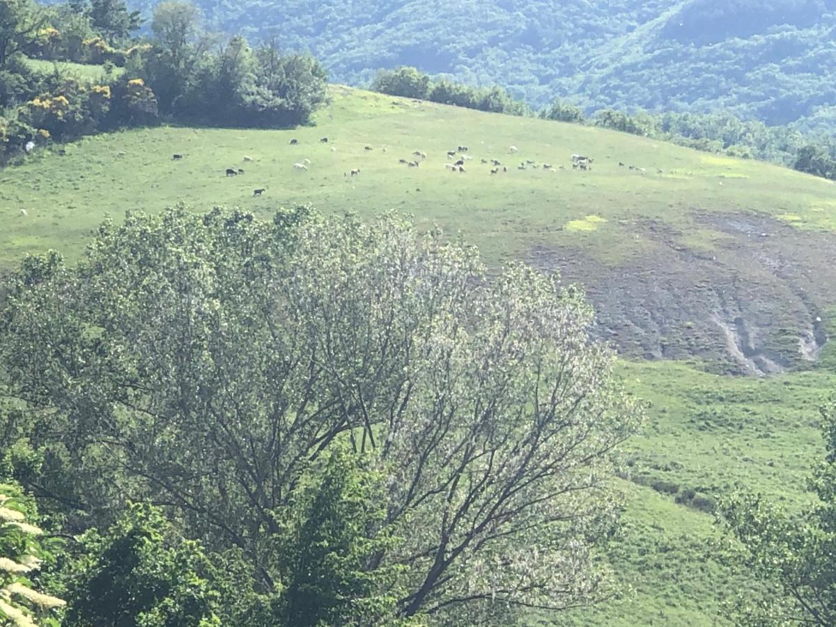 Agriturismo Il Covo Del Solengo Valtopina Dış mekan fotoğraf