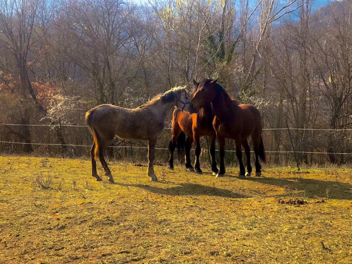 Agriturismo Il Covo Del Solengo Valtopina Dış mekan fotoğraf